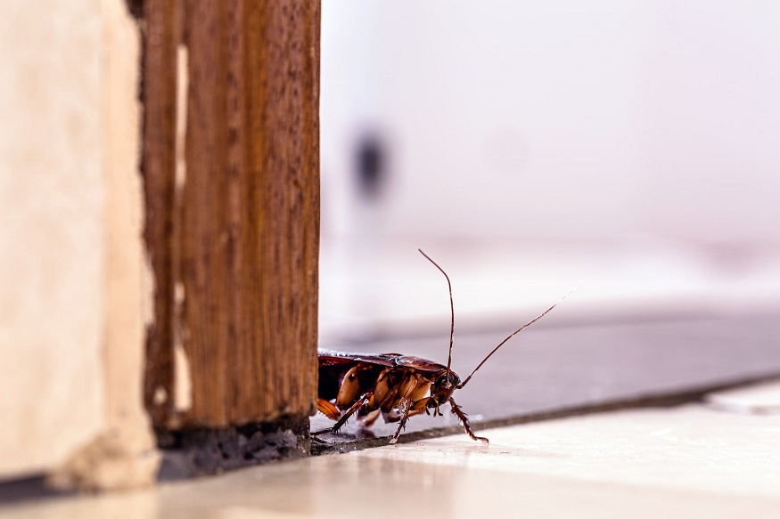 Cockroach Behaviour